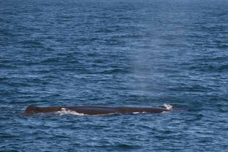 Nieuw-Zeeland 2011 - 1201